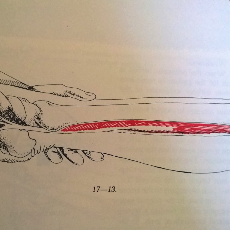 One Of The SUPER Muscles Used For Pointe Work Pure Health Osteopathy